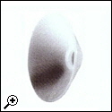 SpäneSchutzschild PE weiß RE37008 Hr-37005B.jpg
